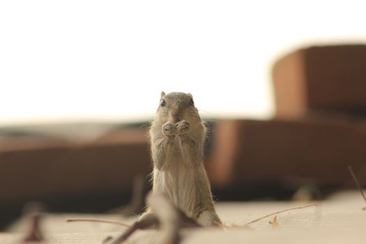 Adorable squirrel standing alert with detailed fur texture and neutral background.