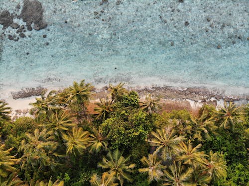 Aerial Photography of Palm Trees on the Shore of a Beach
