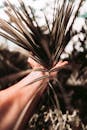Person Holding Brown Leaf