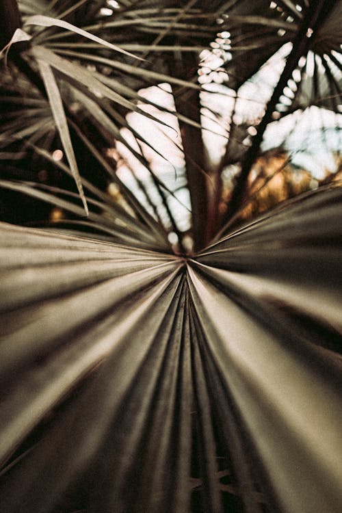 Palm Leaves in Close-up Photography