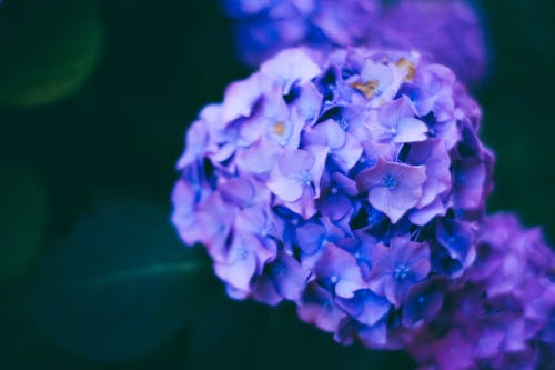 Blossoming delicate hydrangea flower with vivid petals of intense blue color growing in summer garden