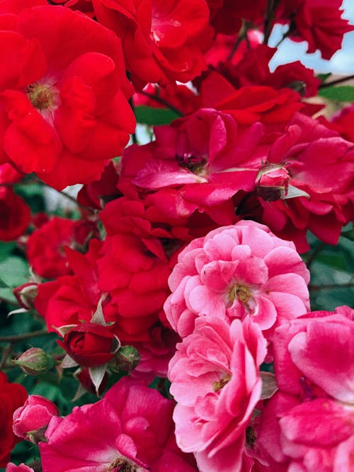 bahçe gülleri, bitki örtüsü, Çiçek açmak içeren Ücretsiz stok fotoğraf