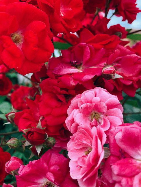 A beautiful close-up of vibrant red and pink garden roses in full bloom, showcasing their delicate petals.
