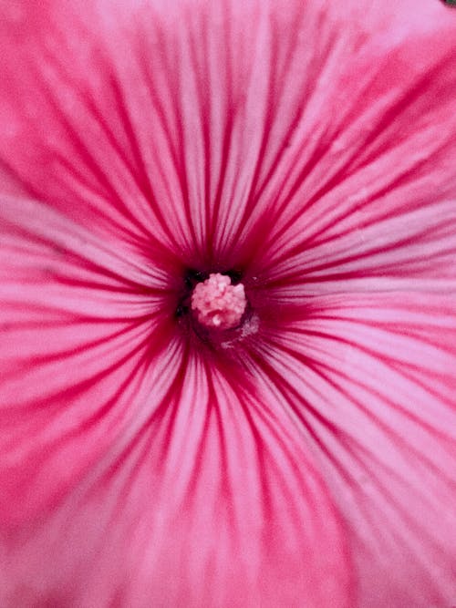 Close up of a Pink Flower Head