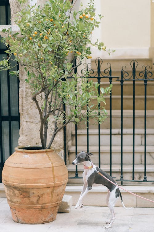 Photograph of a Gray and White Greyhound Beside a Plant