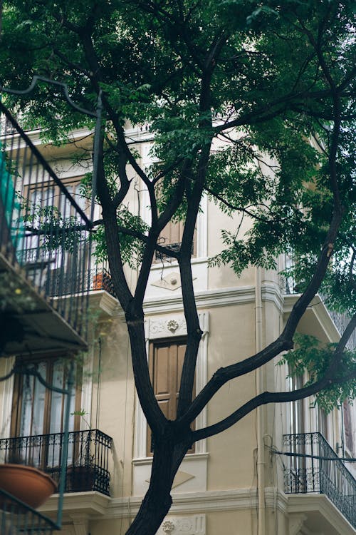 Photo of a Tree Near a Building with Balconies