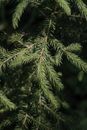 Green Pine Tree in Close Up Photography
