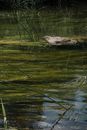 Brown and Green Grass on Water