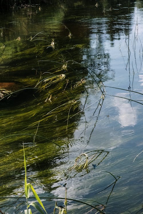 Kostnadsfri bild av alg, by, flod