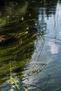 平静的水面、摇曳的水生植物与清晰的倒影，共同捕捉了大自然的宁静