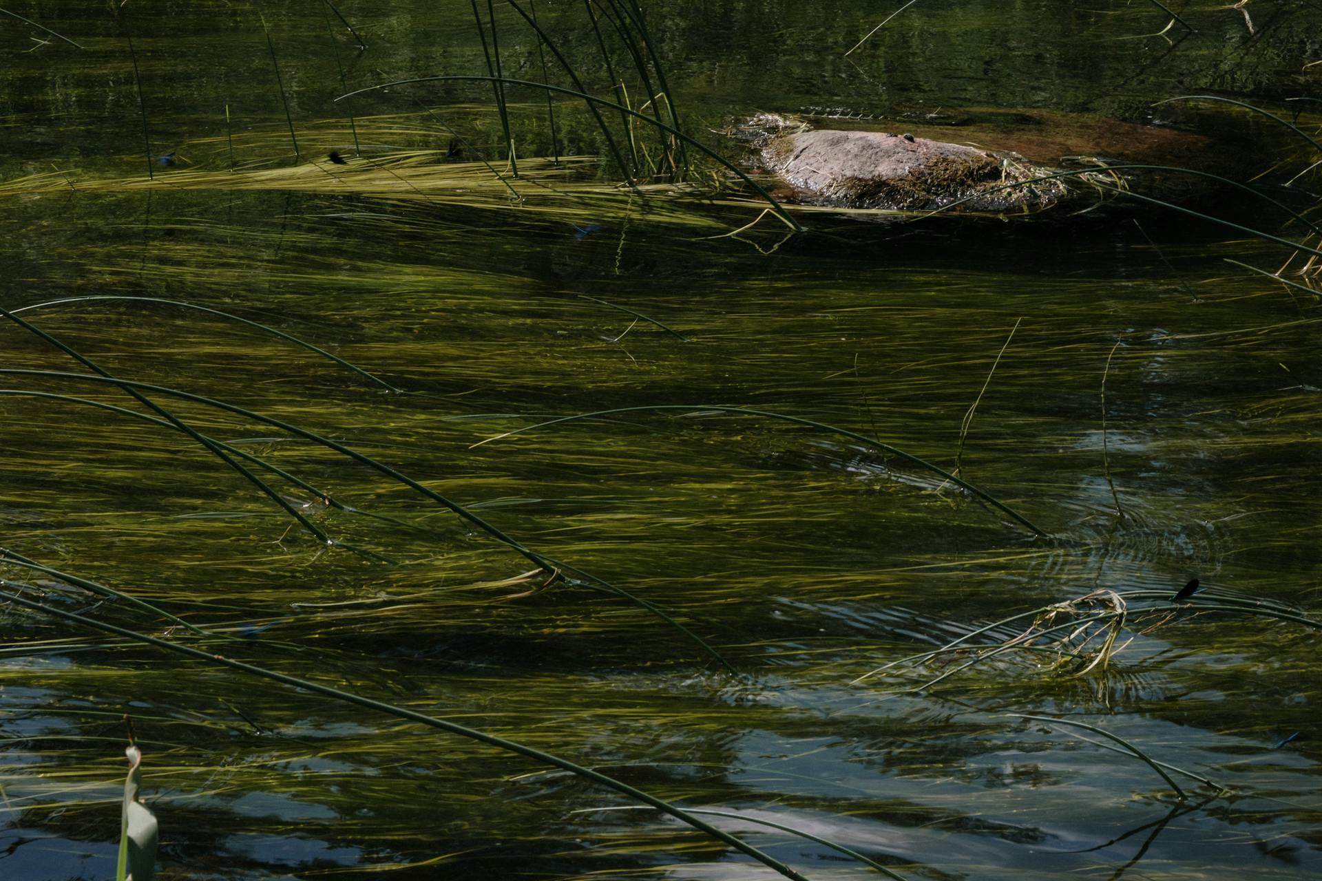 Brown and Green Moss on Body of Water