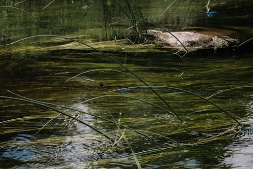 бесплатная Бесплатное стоковое фото с вечнозеленый, вода, водное растение Стоковое фото