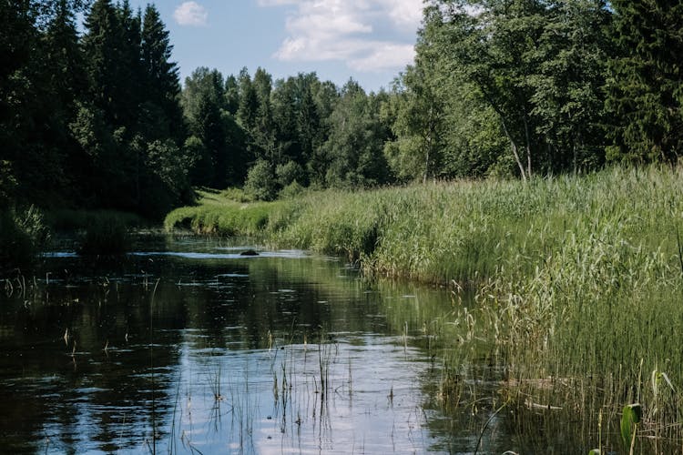 Green Grass And Trees Beside River