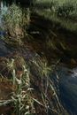 A serene view of aquatic plants underwater near a riverbank.