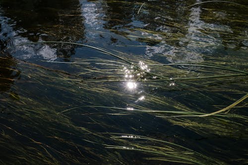 Free Green Grass on Body of Water Stock Photo
