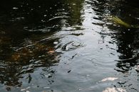 平静的水面上漂浮着一幅钓鱼的图像，周围有水草