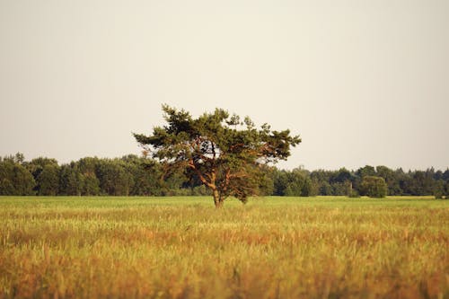 Free Photograph of Tree in the Middle of a Grass Field Stock Photo