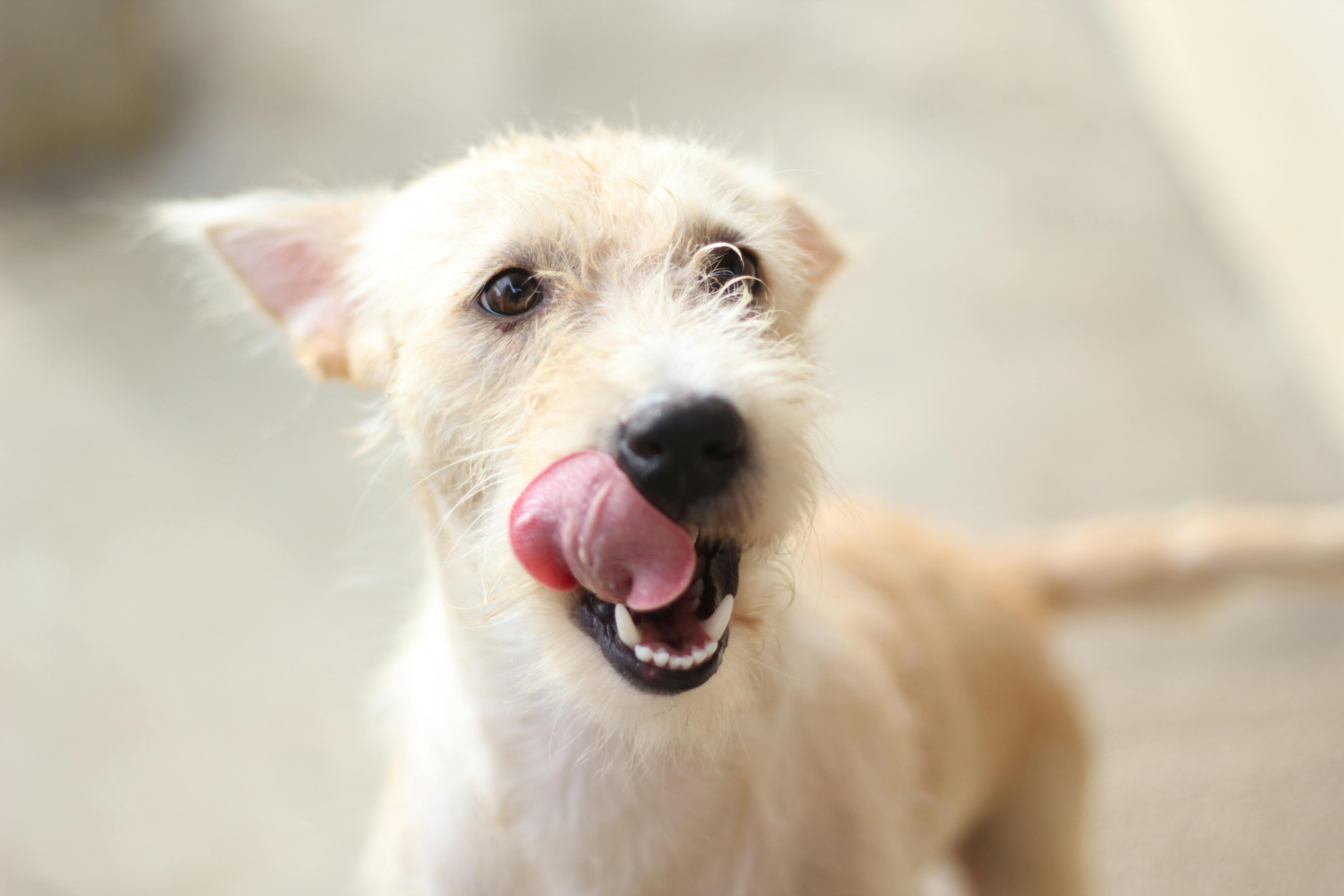 pet technology pet refine technology — Photo by Kenneth Burcelis on Pexels