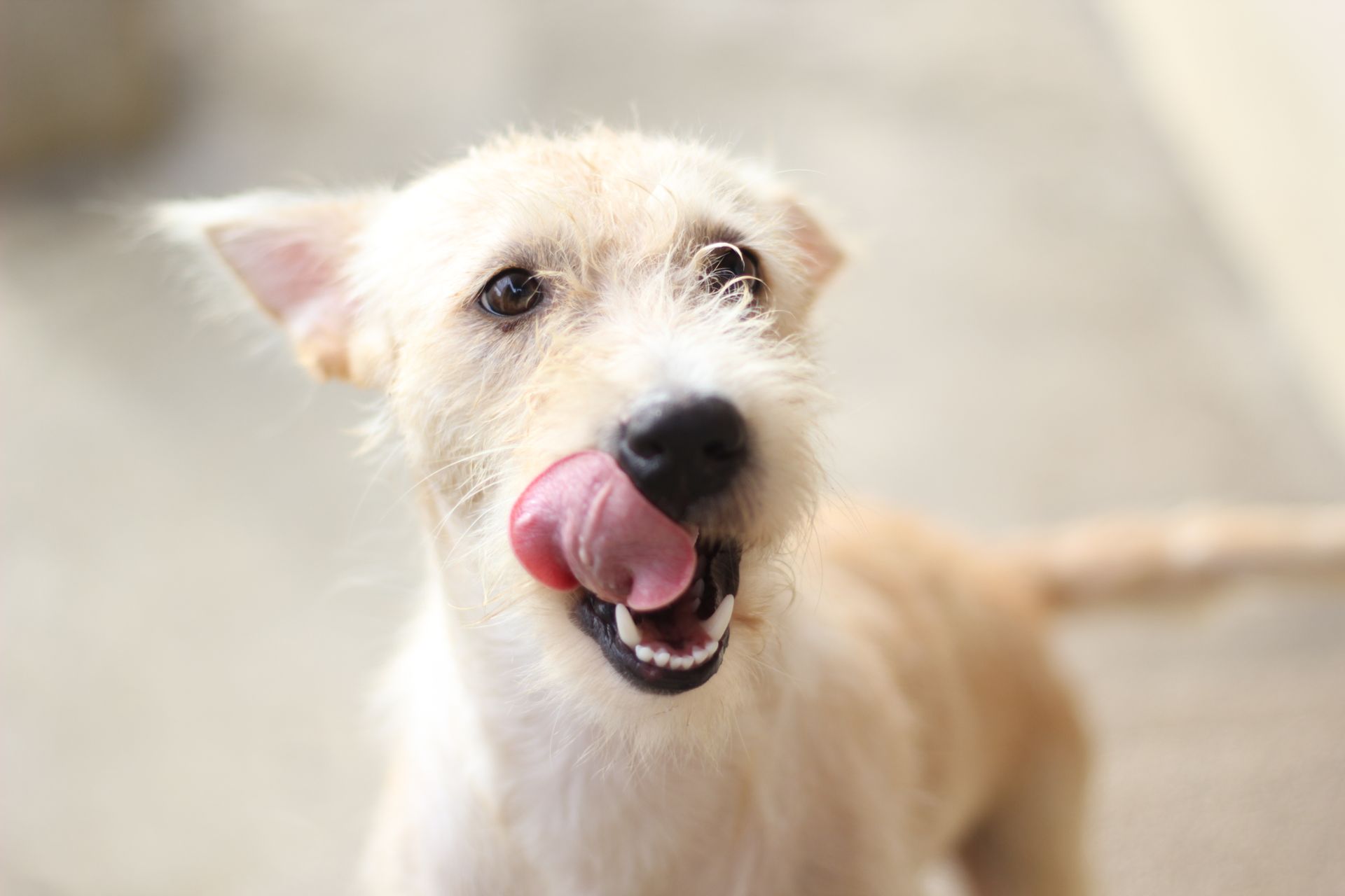 Photograph of a White Furry Dog