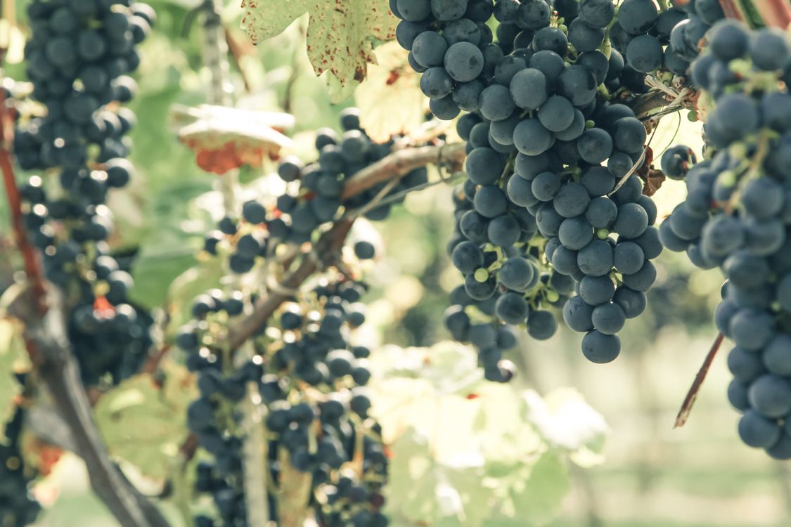 Grape Growing Ripe Dark ripe grapes growing in vineyard · Free Stock Photo