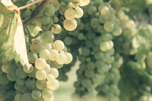 Free Closeup ripe sweet white wine grape bunches hanging on tree branch in vineyard on sunny day Stock Photo