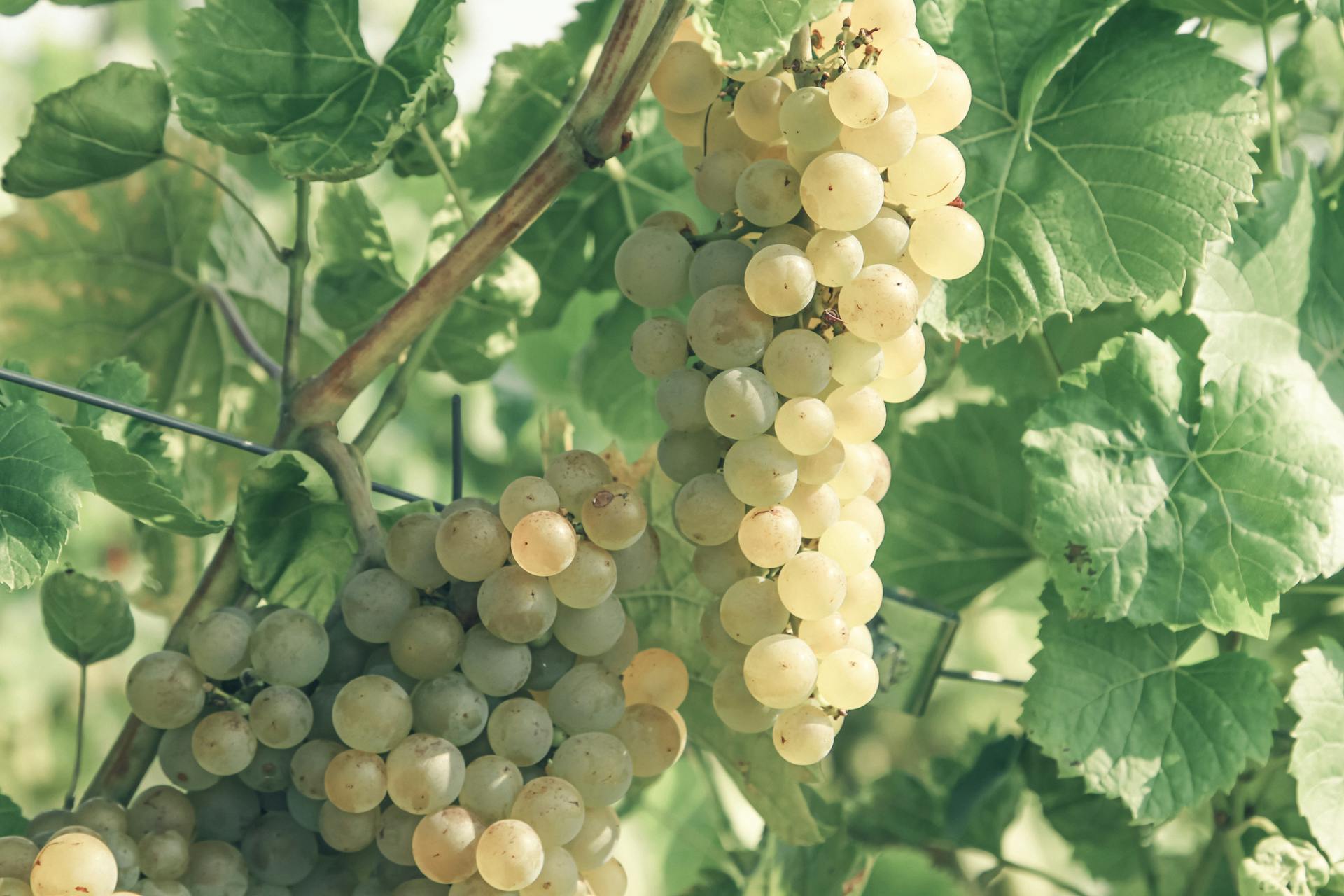Low angle of appetizing ripe juicy grapes growing on branches in vineyard on sunny summer day