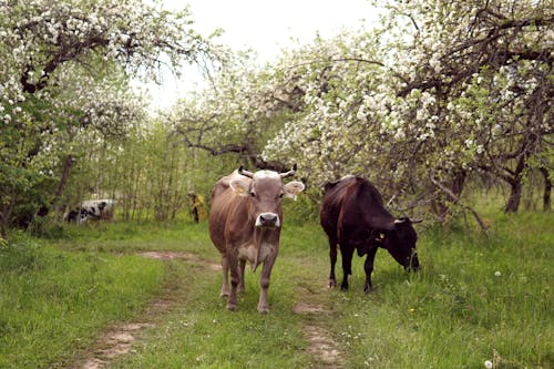 Безкоштовне стокове фото на тему «корова, м’ясна худоба, пастуший»