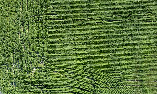 Free Aerial photograph showcasing lush, green farmland with neatly arranged crops in rural landscape. Stock Photo