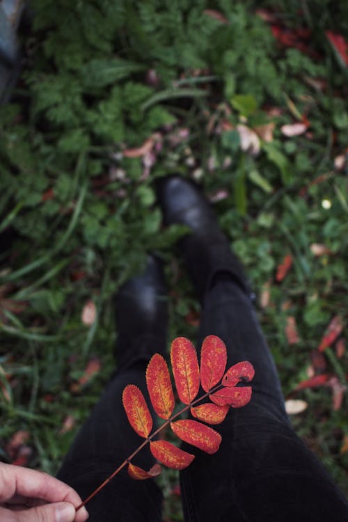 Free Person Holding Dried Leaves Stock Photo