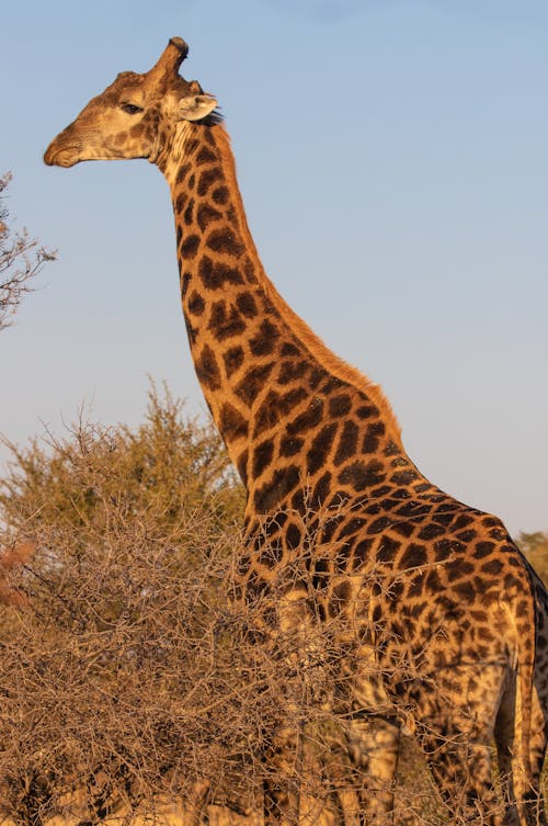 Fotos de stock gratuitas de al aire libre, animal, animal salvaje