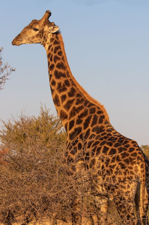 Free A giraffe stands tall in the Hammanskraal savanna, South Africa. Stock Photo