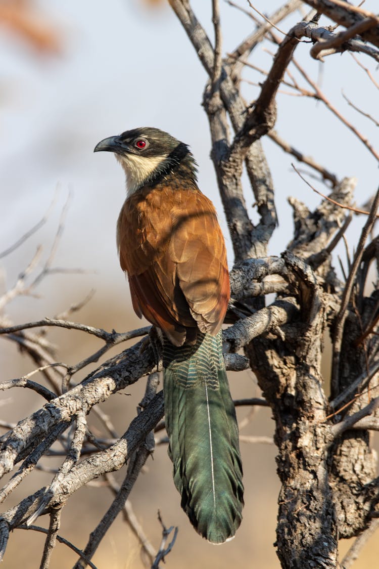 Close-up Of A Senegal Coucal