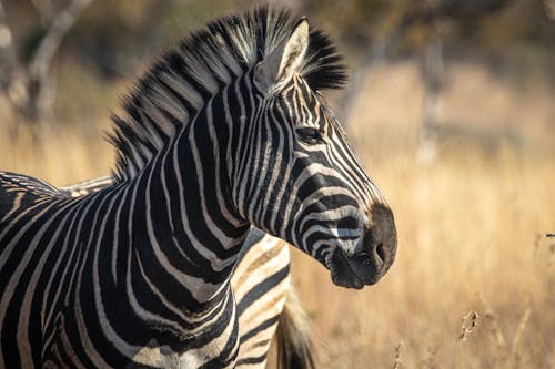 Close-up of a Zebra