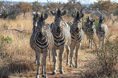 A Group of Zebras in their Natural Habitat