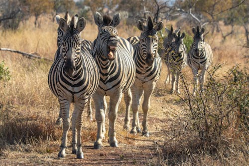 A Group of Zebras in their Natural Habitat