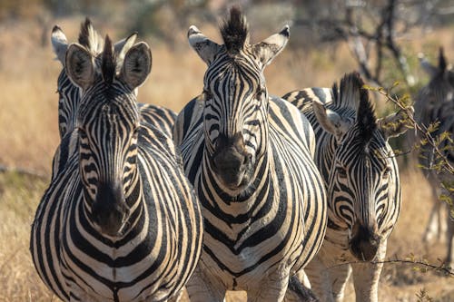 Free Close Up Photo of Group of Zebras Stock Photo