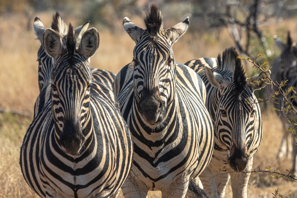 Close Up Photo of Group of Zebras