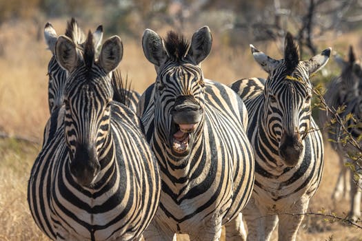 A group of zebras walking in the Savanna, displaying their striking black and white stripes.