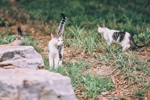 Close Up Photo of Cats on Grass 