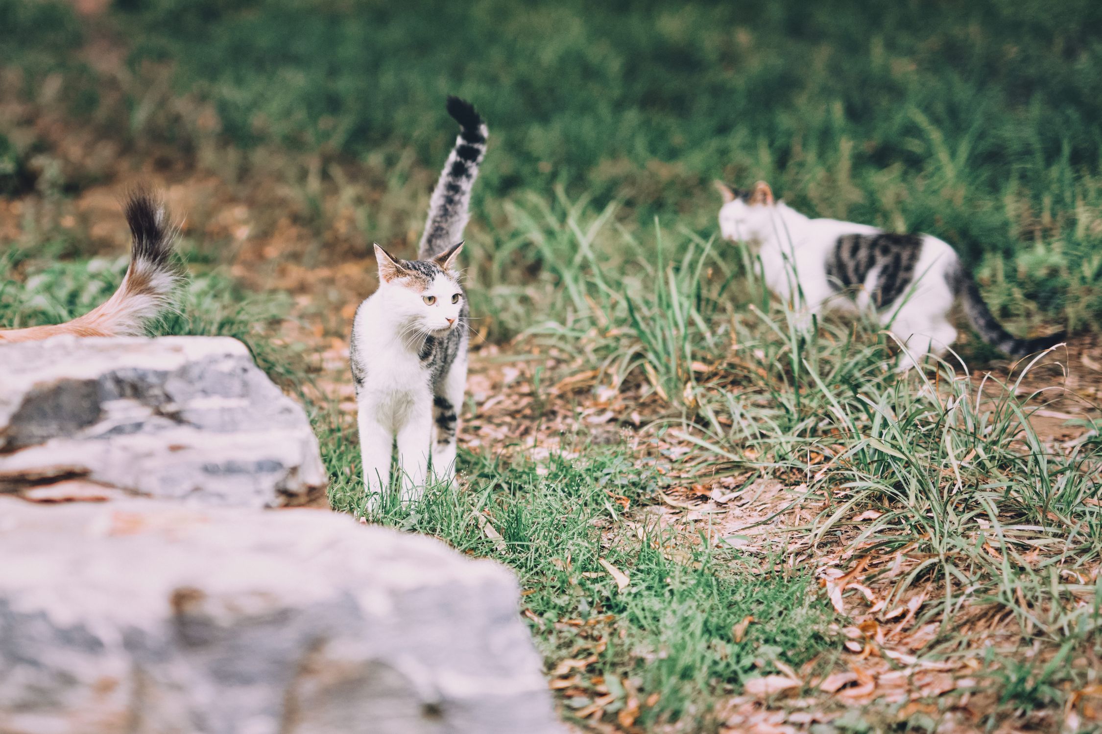 Two curious cats exploring a grassy park in Beijing on a sunny day, showcasing their natural behavior.