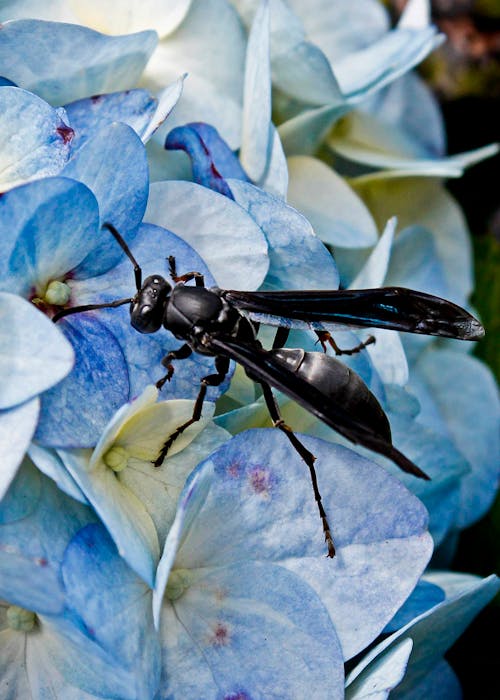 Foto profissional grátis de fechar-se, flores, fotografia de insetos