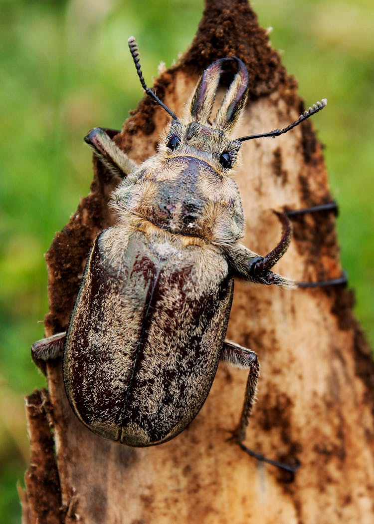 A Close-Up Shot Of A Lined June Beetle