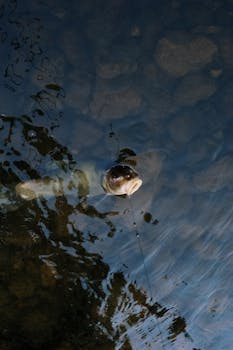 Serene view of a bass caught on a fishing line in a calm freshwater lake, capturing nature's tranquility.