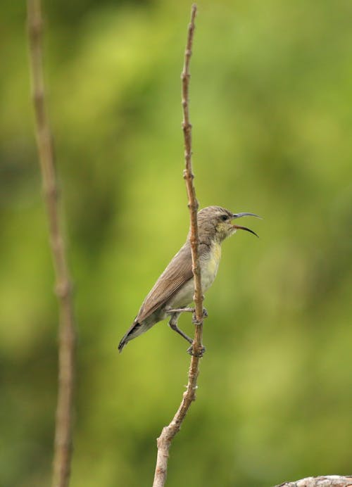 Purple Sunbird on Brown Tree Branch