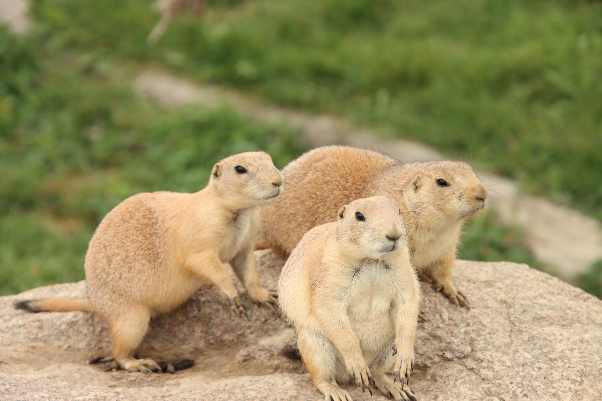 Prairie Dogs on a Brown Rock