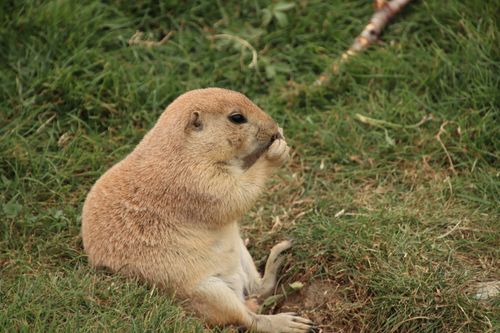 Free Adorable prairie dog sitting and eating on grass in nature. Stock Photo