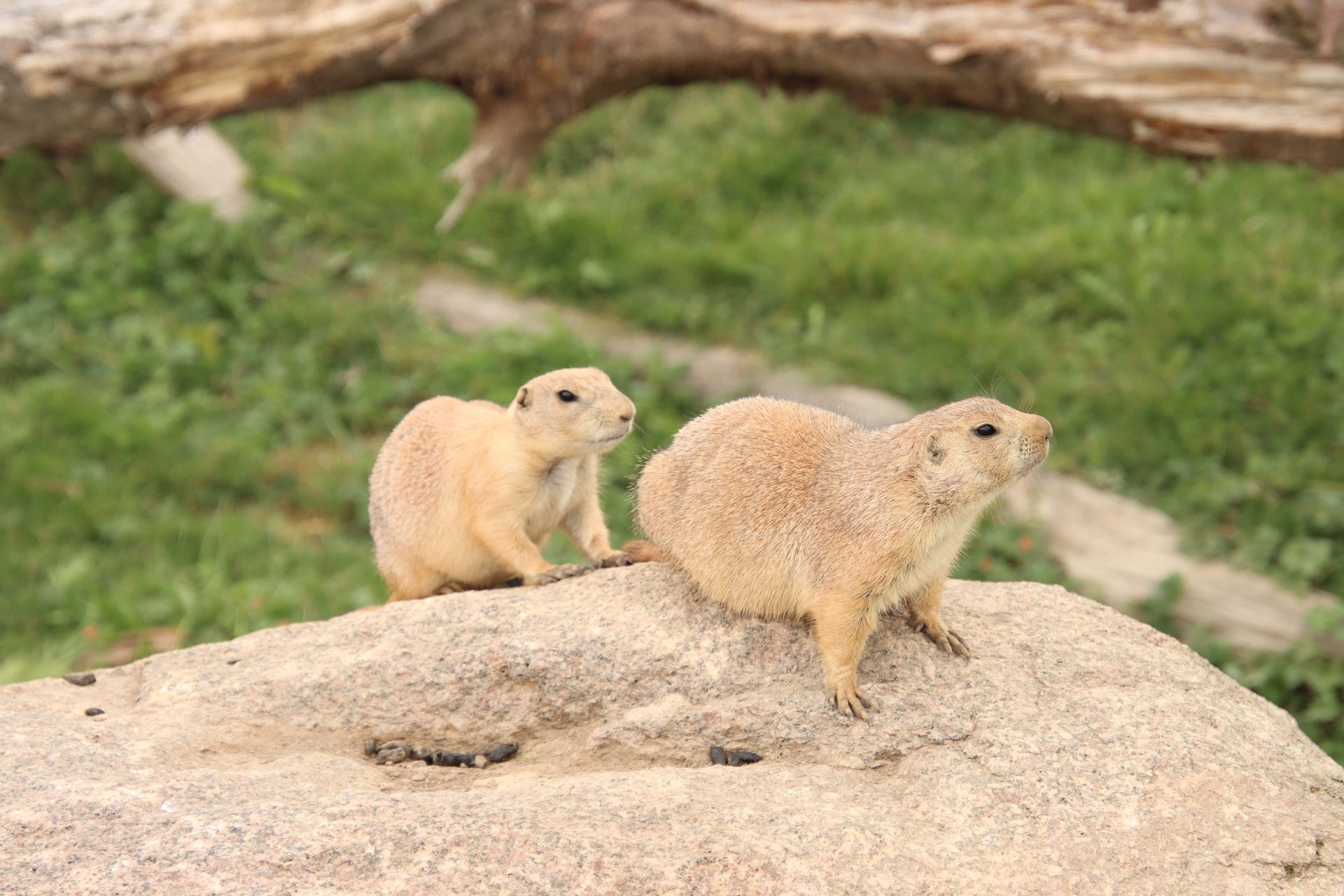 Brown Rodents on Brown Rock