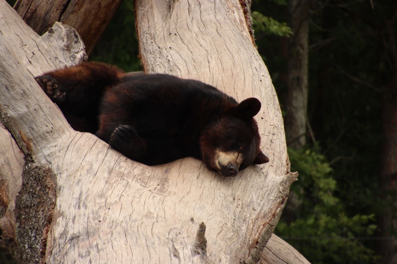 a black bear peacefully resting on a tree trunk in its natural forest
