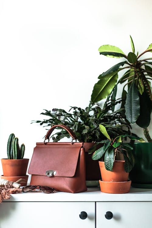 Free Composition of trendy brown leather handbag placed on white cabinet amidst lush potted plants Stock Photo