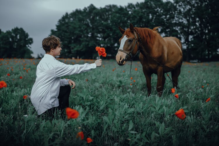 Photo Of A Boy Giving Poppy Flowers To A Horse